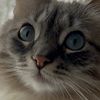 catty_w